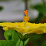 雌蕊