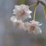 わすれ桜