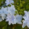 墨田の花火