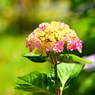 黒軸紫陽花