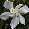 クチナシ開花中