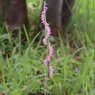 背の高い一本