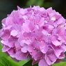 夏の花4(紫陽花1)