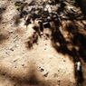 image of ruin tree