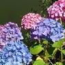 烏ヶ森公園の池のハイブリッドアジサイ（6月15日）