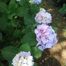 パステルカラーのアジサイの花たち（6月15日）