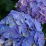 赤紫と青紫のアジサイ（6月15日）