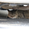 日陰は涼しい　にゃん。