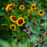 君に会う前に：50ｍｍ