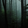 groves in mist.