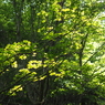 P6170038