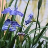 菖蒲園にて