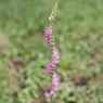 ネジバナ開花中