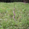 芝生の広場で