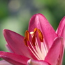 癒しの花