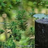 水草