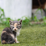 ミケのおチビちゃん