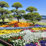 春の山下公園にて