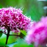 水無月に咲く～ⅱ