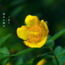 写真句：金糸梅