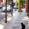 Kumru（キジバト）が気にニャル黒たんの朝～～☆