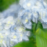 ソフトレンズの世界其の肆　IMG8754zz