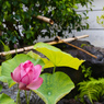 花蓮