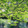 写真句：若葉