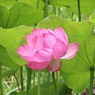 ある公園の小さな池で
