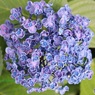 他の紫陽花が終わっても