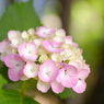 花歩記