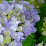 花歩記