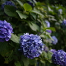 DSC05175