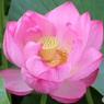 大きな公園の池で