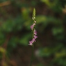 ネジ花
