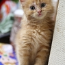 子猫