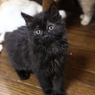 子猫