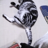 大猫