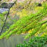 龍安寺-17