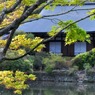 龍安寺-18