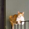 私を評価　採点中…！