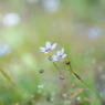 花歩記