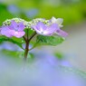 花歩記