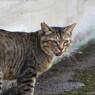 涼しい場所に行ってくる　ニャー