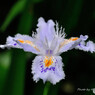 シャガの花