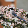 「良い天気」やまぼうしの花と...