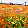 お花畑はみんな大好き