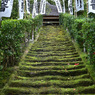 杉本寺 苔の階段