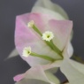 ベランダの花