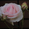 壁の花